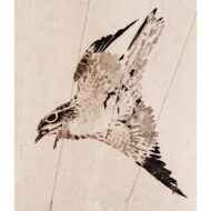“Cuckoo in flight”
