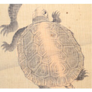 “Turtles at Play”