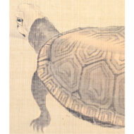 “Turtles at Play”